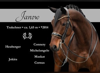 Trakehner, Caballo castrado, 11 años, 165 cm, Castaño oscuro