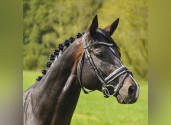 Trakehner, Caballo castrado, 11 años, 166 cm, Castaño