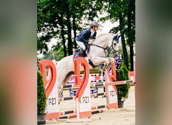 Trakehner, Caballo castrado, 11 años, 166 cm, Tordo