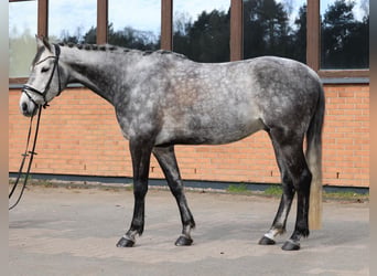 Trakehner, Caballo castrado, 11 años, 167 cm, Tordo rodado