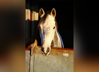 Trakehner, Caballo castrado, 11 años, 167 cm, Tordo rodado