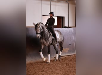 Trakehner, Caballo castrado, 11 años, 167 cm, Tordo rodado