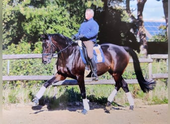 Trakehner, Caballo castrado, 11 años, 168 cm, Castaño oscuro