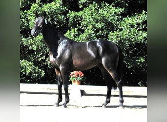 Trakehner, Caballo castrado, 11 años, 168 cm, Castaño oscuro