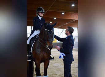 Trakehner, Caballo castrado, 11 años, 168 cm, Castaño oscuro