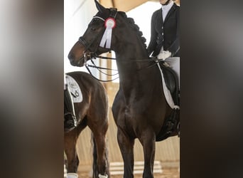 Trakehner, Caballo castrado, 11 años, 168 cm, Castaño oscuro