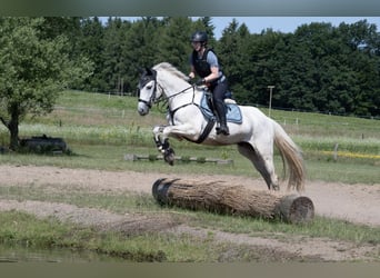 Trakehner, Caballo castrado, 12 años, 158 cm, Tordo