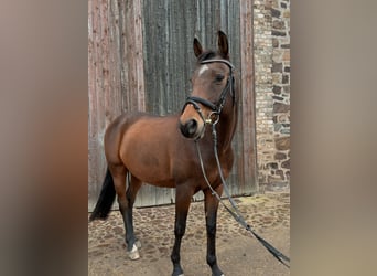Trakehner, Caballo castrado, 12 años, 160 cm, Castaño