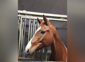 Trakehner, Caballo castrado, 12 años, 163 cm, Alazán