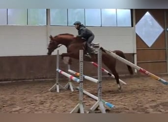 Trakehner, Caballo castrado, 12 años, 163 cm, Alazán