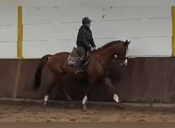 Trakehner, Caballo castrado, 12 años, 163 cm, Alazán