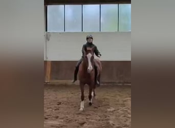 Trakehner, Caballo castrado, 12 años, 163 cm, Alazán