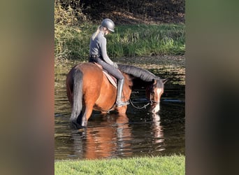 Trakehner, Caballo castrado, 12 años, 166 cm, Castaño