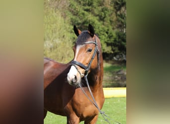 Trakehner, Caballo castrado, 12 años, 166 cm, Castaño