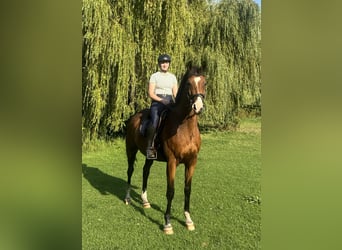 Trakehner, Caballo castrado, 12 años, 166 cm, Castaño