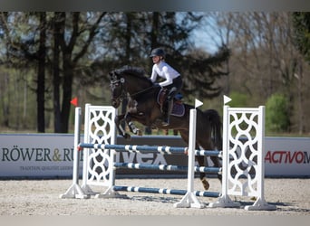 Trakehner, Caballo castrado, 12 años, 167 cm, Morcillo