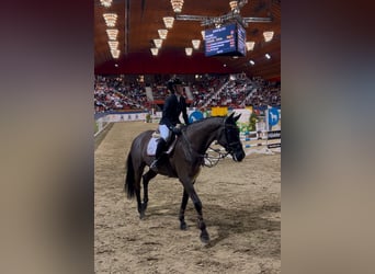 Trakehner, Caballo castrado, 12 años, 169 cm, Negro