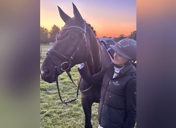 Trakehner, Caballo castrado, 12 años, 169 cm, Negro