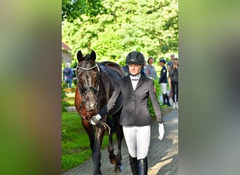 Trakehner, Caballo castrado, 12 años, 169 cm, Negro