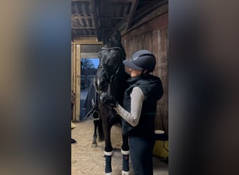 Trakehner, Caballo castrado, 12 años, 169 cm, Negro