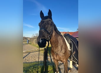 Trakehner, Caballo castrado, 12 años, 169 cm, Negro