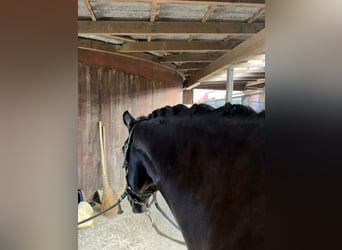 Trakehner, Caballo castrado, 12 años, 169 cm, Negro