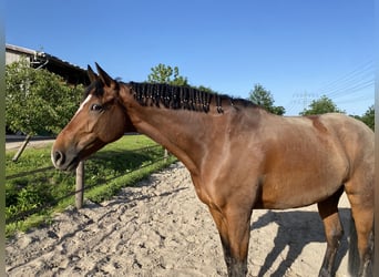 Trakehner, Caballo castrado, 12 años, 170 cm, Castaño