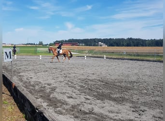 Trakehner, Caballo castrado, 12 años, 173 cm, Alazán