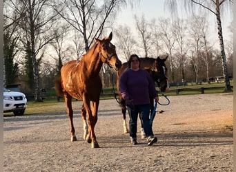 Trakehner, Caballo castrado, 12 años, 173 cm, Alazán