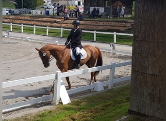 Trakehner, Caballo castrado, 12 años, 173 cm, Alazán