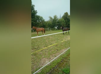 Trakehner, Caballo castrado, 12 años, 173 cm, Alazán