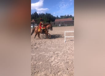 Trakehner, Caballo castrado, 12 años, 173 cm, Alazán