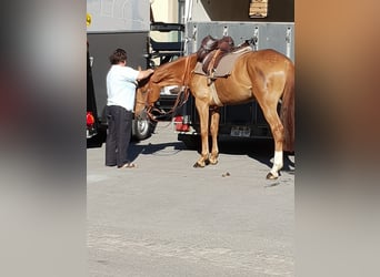 Trakehner, Caballo castrado, 12 años, 173 cm, Alazán