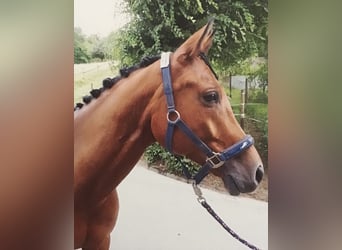 Trakehner, Caballo castrado, 13 años, 164 cm, Castaño