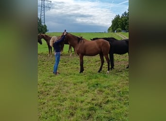 Trakehner, Caballo castrado, 13 años, 164 cm, Castaño