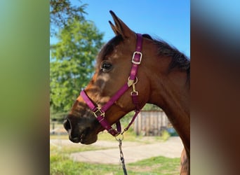 Trakehner, Caballo castrado, 13 años, 170 cm, Castaño