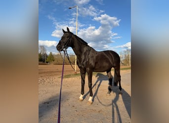 Trakehner, Caballo castrado, 14 años, 165 cm, Negro