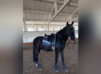 Trakehner, Caballo castrado, 14 años, 165 cm, Negro