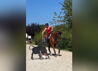 Trakehner, Caballo castrado, 14 años, 170 cm, Alazán