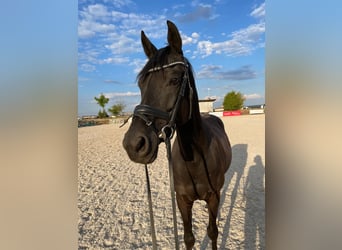 Trakehner, Caballo castrado, 15 años, 155 cm, Negro