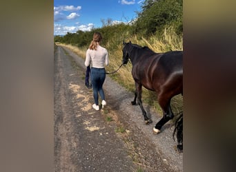 Trakehner, Caballo castrado, 15 años, 155 cm, Negro