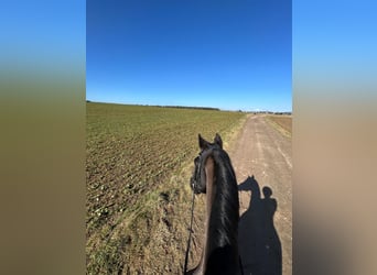 Trakehner, Caballo castrado, 15 años, 155 cm, Negro