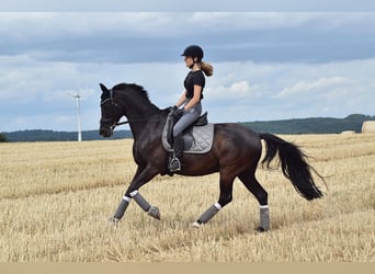 Trakehner, Caballo castrado, 15 años, 155 cm, Negro