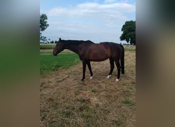 Trakehner, Caballo castrado, 15 años, 162 cm, Castaño oscuro