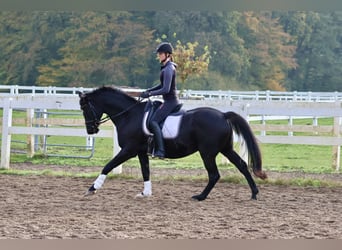 Trakehner, Caballo castrado, 15 años, 165 cm, Negro