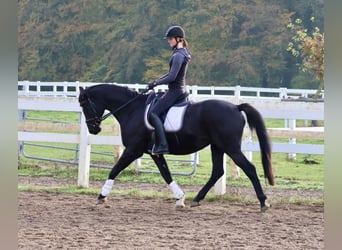 Trakehner, Caballo castrado, 15 años, 165 cm, Negro