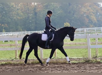 Trakehner, Caballo castrado, 15 años, 165 cm, Negro