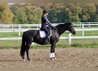 Trakehner, Caballo castrado, 15 años, 165 cm, Negro