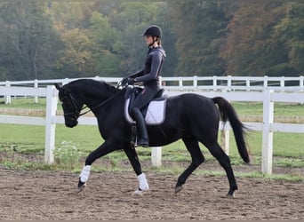 Trakehner, Caballo castrado, 15 años, 165 cm, Negro