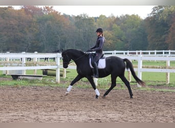 Trakehner, Caballo castrado, 15 años, 165 cm, Negro